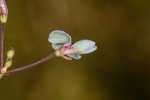 Sand ticktrefoil 